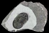 Scabriscutellum Trilobite - Morocco #108430-3